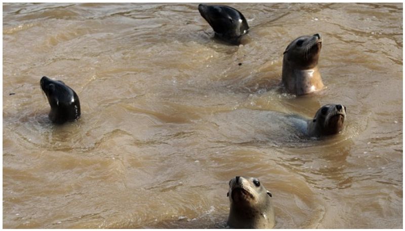 extremely rare albino seal dealing lonely life as rejected by its colony