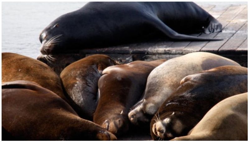 extremely rare albino seal dealing lonely life as rejected by its colony