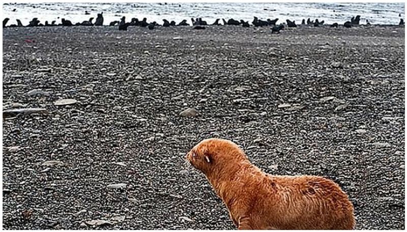 extremely rare albino seal dealing lonely life as rejected by its colony
