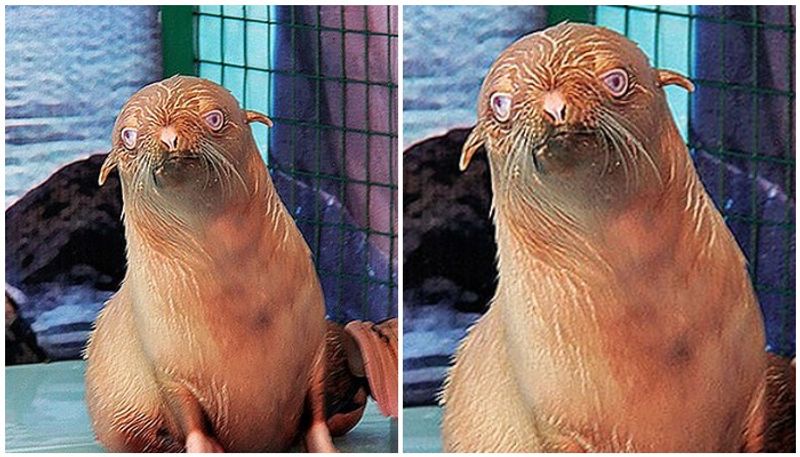 extremely rare albino seal dealing lonely life as rejected by its colony