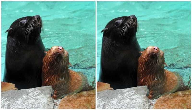 extremely rare albino seal dealing lonely life as rejected by its colony