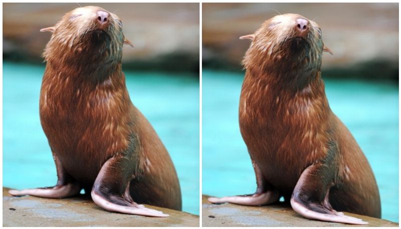 extremely rare albino seal dealing lonely life as rejected by its colony
