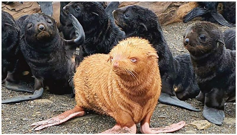 extremely rare albino seal dealing lonely life as rejected by its colony