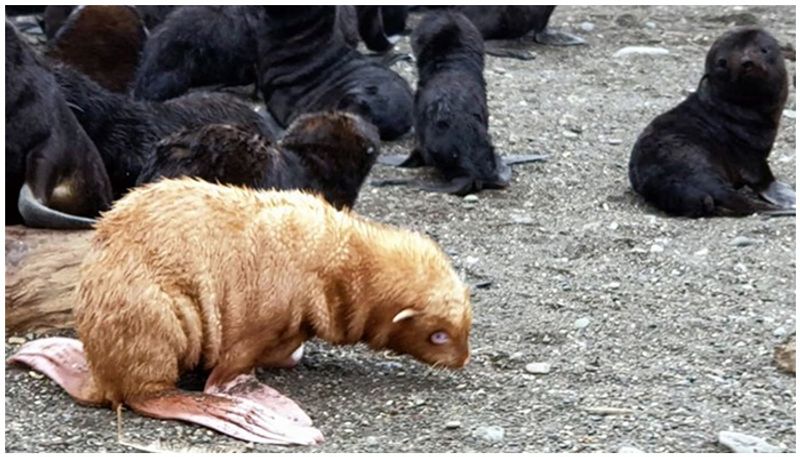 extremely rare albino seal dealing lonely life as rejected by its colony