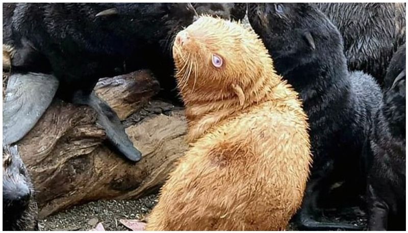 extremely rare albino seal dealing lonely life as rejected by its colony