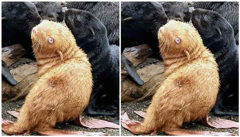 extremely rare albino seal dealing lonely life as rejected by its colony