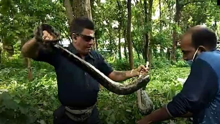 West Bengal: Forest department rescues giant python from jungle adjacent to Durgapur hospital-dbr West Bengal: Forest department rescues giant python from jungle adjacent to Durgapur hospital-dbr