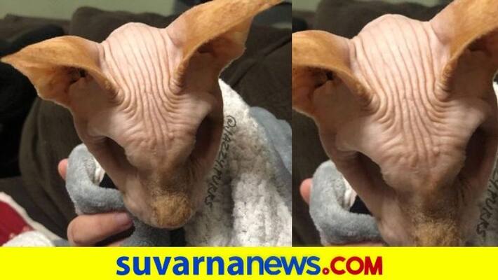 Hairless cat with no eyeballs becomes an internet sensation Hairless cat with no eyeballs becomes an internet sensation