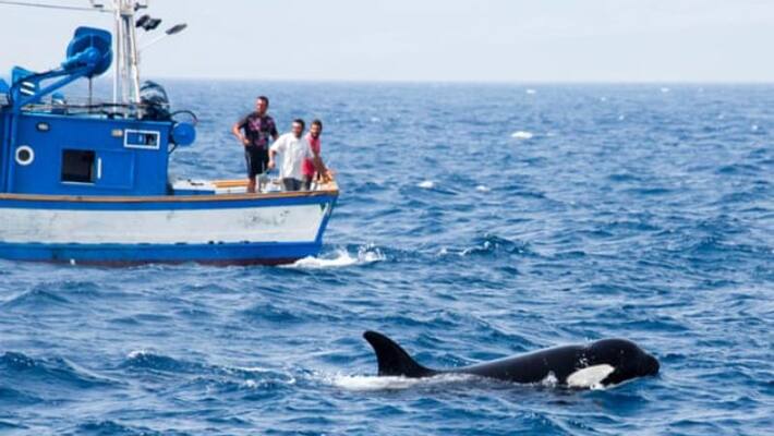 Marine life Scientists baffled by orcasnear Spain coast Marine life Scientists baffled by orcasnear Spain coast