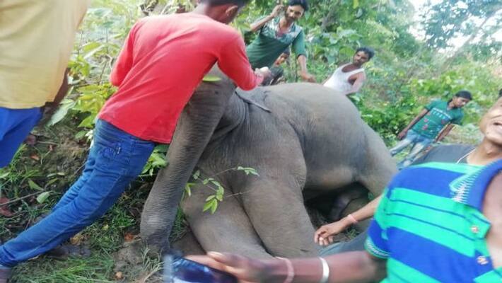 Elephant body recovered from village at Midnapore ASB Elephant body recovered from village at Midnapore ASB