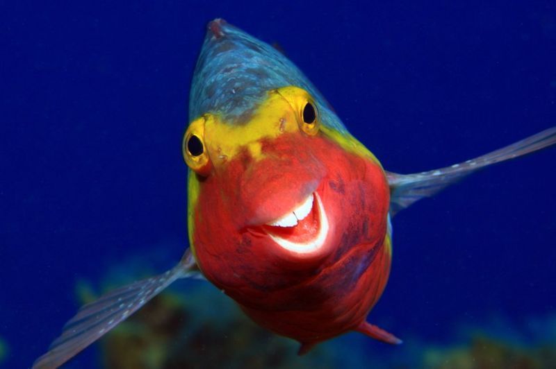 from smiling fish to Wave off bear Comedy Wildlife Photography Awards 2020