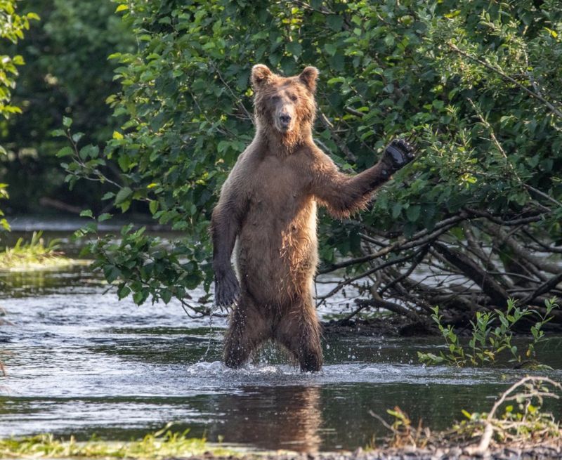 from smiling fish to Wave off bear Comedy Wildlife Photography Awards 2020