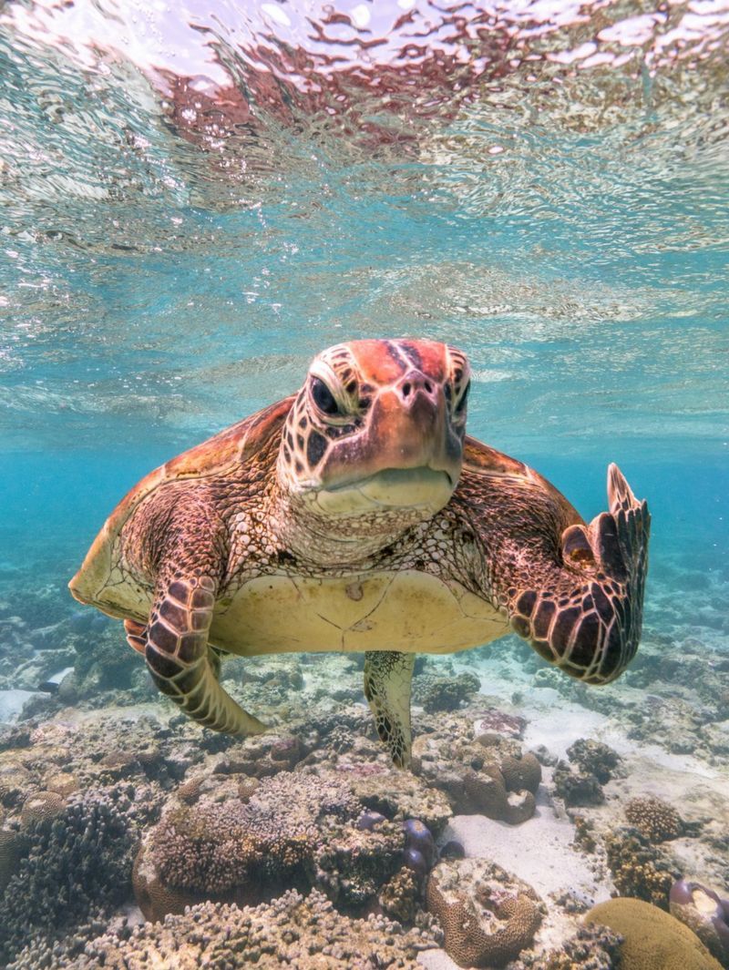 from smiling fish to Wave off bear Comedy Wildlife Photography Awards 2020