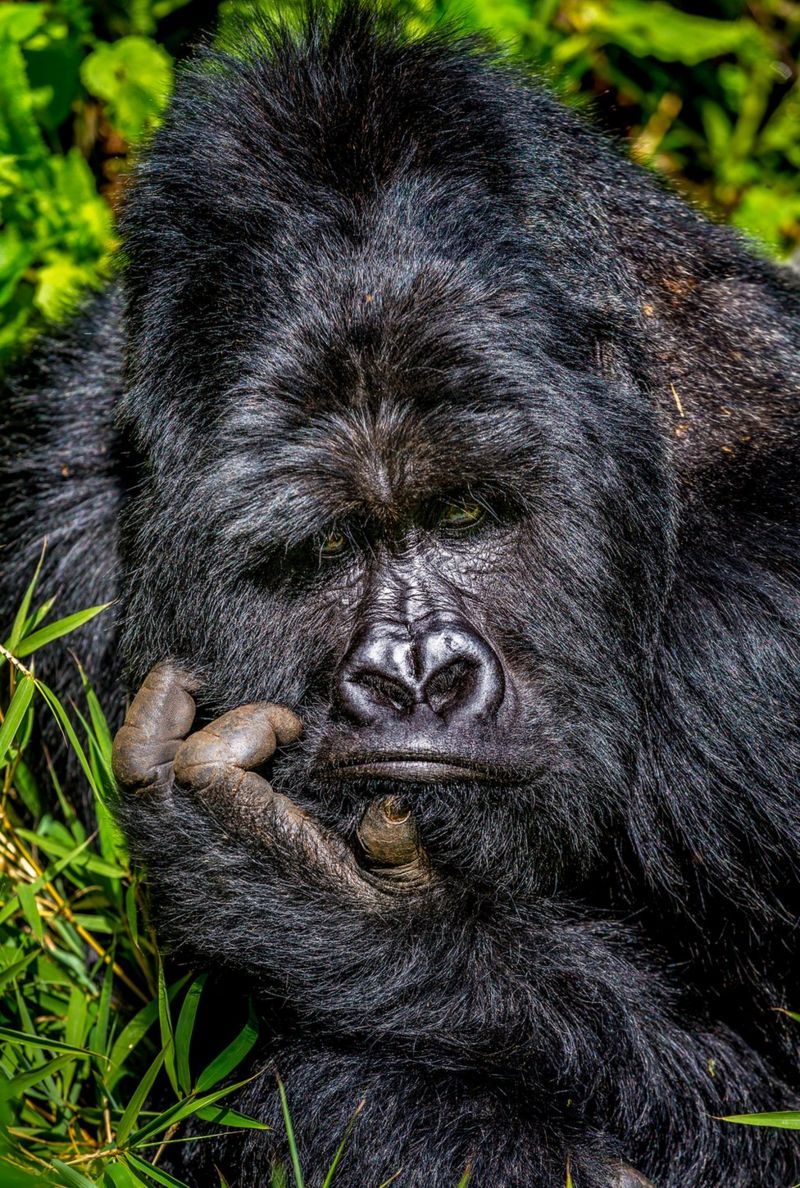 from smiling fish to Wave off bear Comedy Wildlife Photography Awards 2020