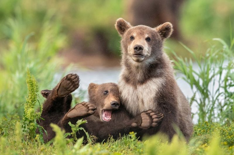from smiling fish to Wave off bear Comedy Wildlife Photography Awards 2020