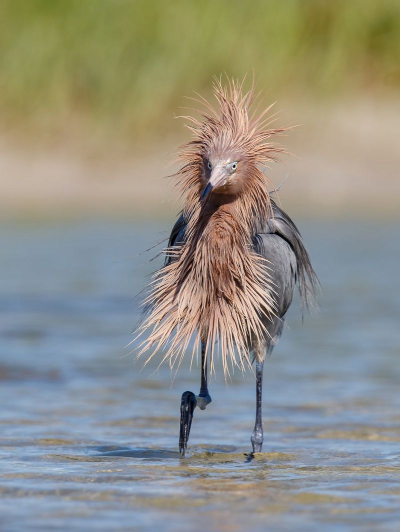 from smiling fish to Wave off bear Comedy Wildlife Photography Awards 2020