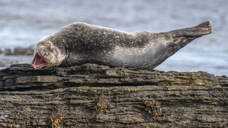from smiling fish to Wave off bear Comedy Wildlife Photography Awards 2020