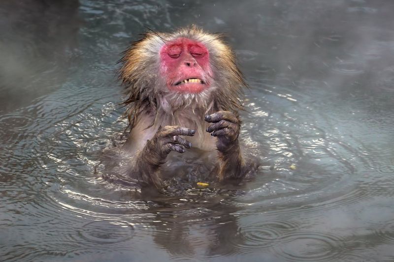 from smiling fish to Wave off bear Comedy Wildlife Photography Awards 2020
