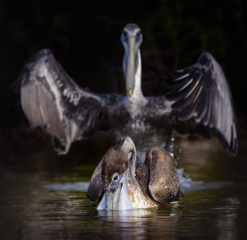 from smiling fish to Wave off bear Comedy Wildlife Photography Awards 2020
