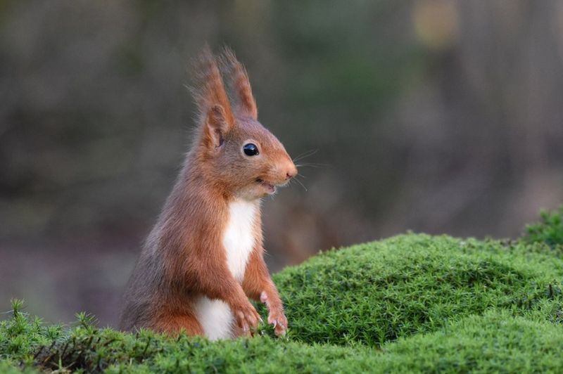 from smiling fish to Wave off bear Comedy Wildlife Photography Awards 2020