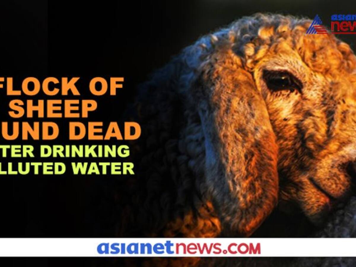 22 sheep found dead after drinking water from pond