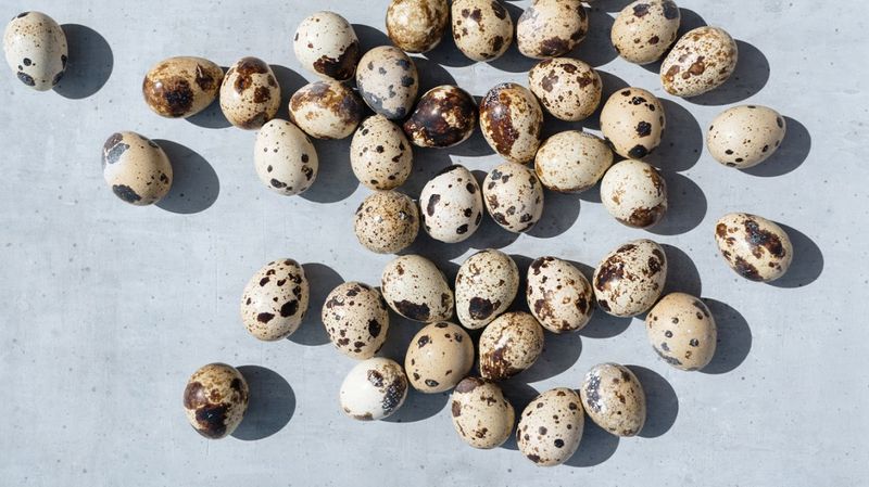 Move on from hen eggs: Different types of edible eggs that are nutritious and tasty-dnm