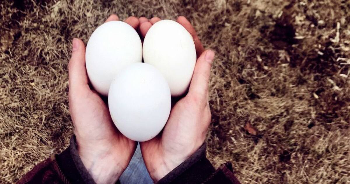 Гусиные яйца едят. Гусиные яйца. Яйцо гусиное инкубационное. Яйца гуся. Размер яйца гуся.
