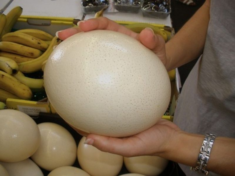 Move on from hen eggs: Different types of edible eggs that are nutritious and tasty-dnm
