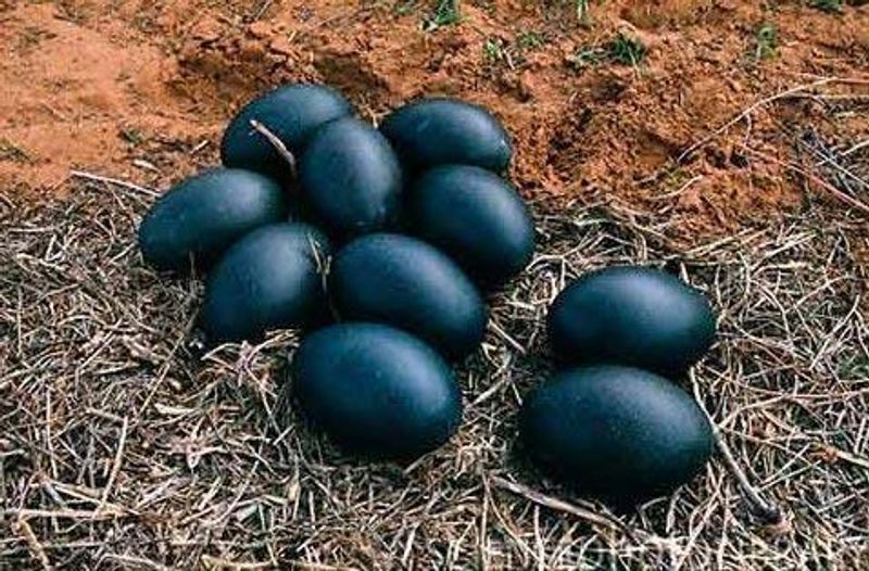 Move on from hen eggs: Different types of edible eggs that are nutritious and tasty-dnm