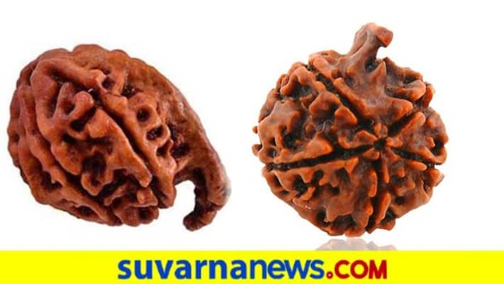 Wearing Ganesha Rudraksha is turns your luck Wearing Ganesha Rudraksha is turns your luck