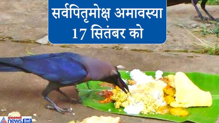 Why food is given to cow, crow and dog in Shradh? Know the belief associated with this tradition KPI Why food is given to cow, crow and dog in Shradh? Know the belief associated with this tradition KPI