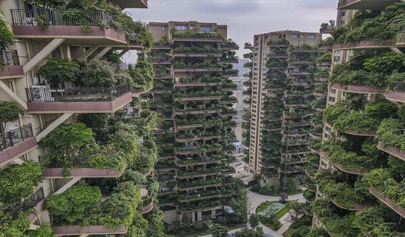 china grew forest in housing project in new experiment fails after mosquitos spread plagues diseases kph