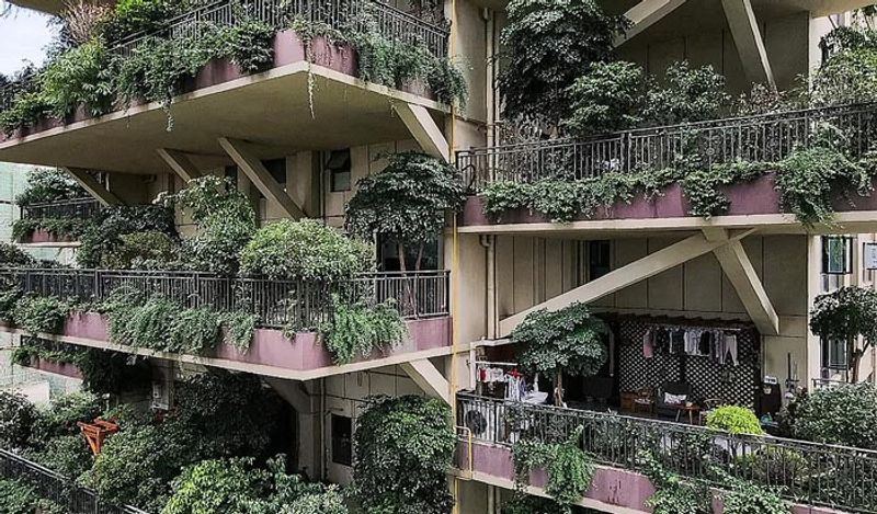 china grew forest in housing project in new experiment fails after mosquitos spread plagues diseases kph