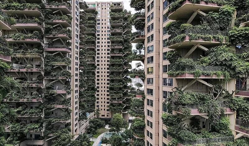 china grew forest in housing project in new experiment fails after mosquitos spread plagues diseases kph