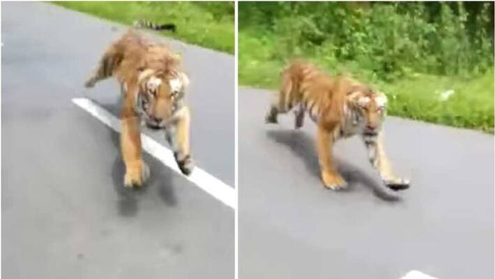 tiger attack in pulppalli area of wayanad, natives protest tiger attack in pulppalli area of wayanad, natives protest