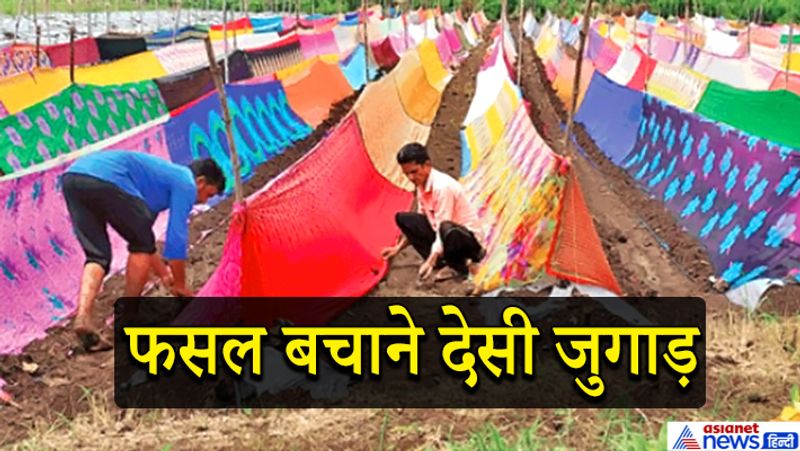 a Farmer made desi jugaad to protect crops from pests, mosquitoes and other diseases kpa