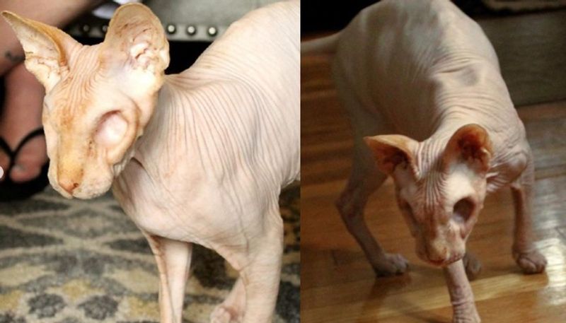 hairless cat without eyes catching social media attention