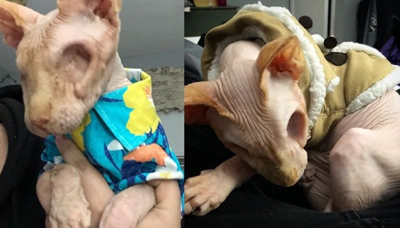 hairless cat without eyes catching social media attention