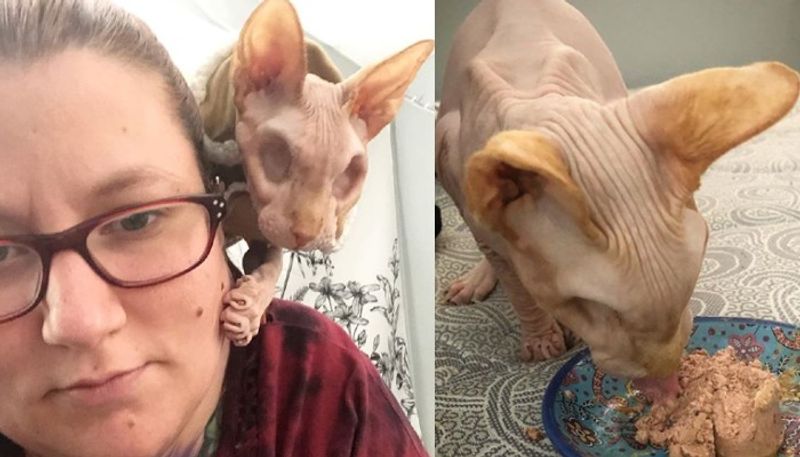 hairless cat without eyes catching social media attention