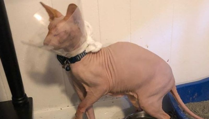 hairless cat without eyes catching social media attention