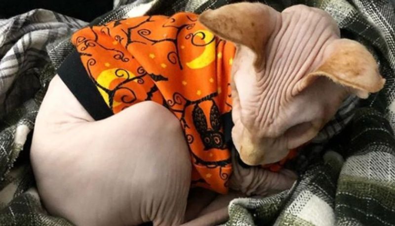 hairless cat without eyes catching social media attention
