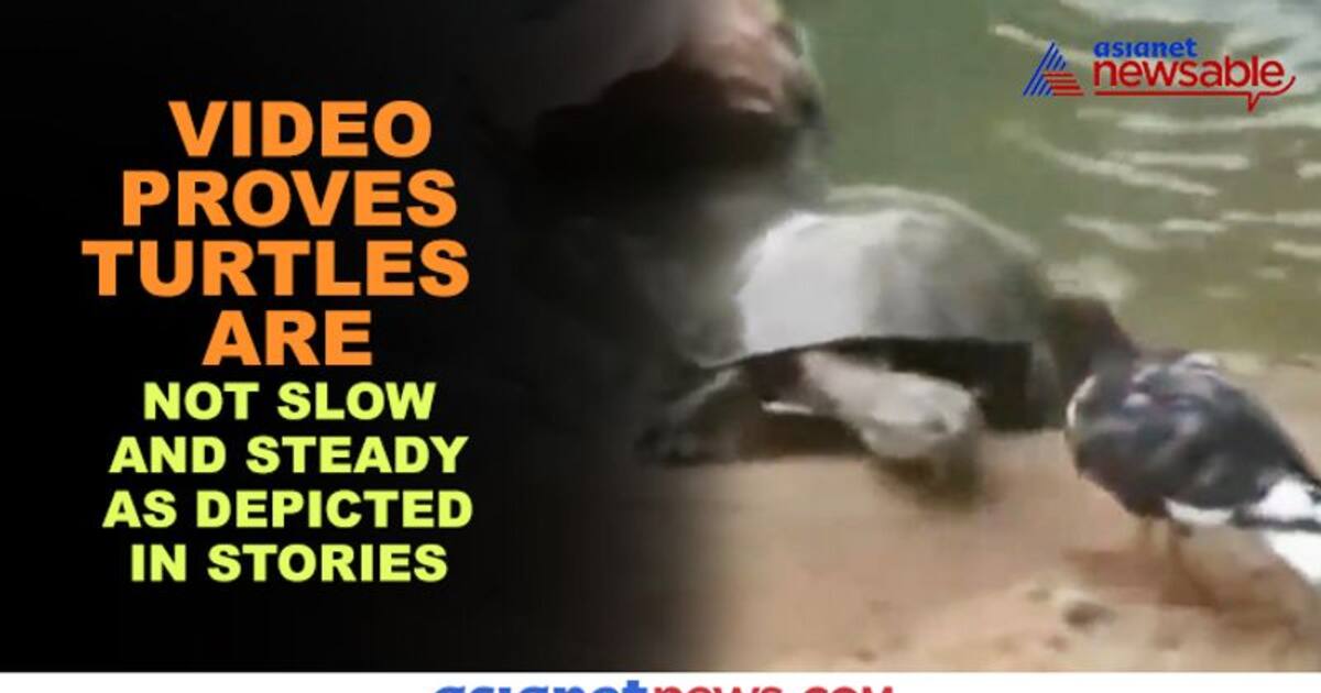 Turtle kills pigeon, drags it along in water; video goes viral