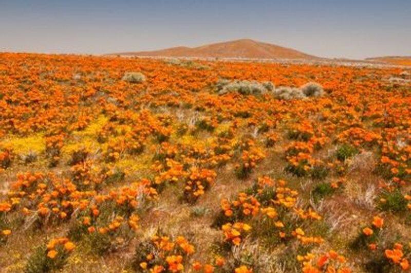 Fire poppies of California
