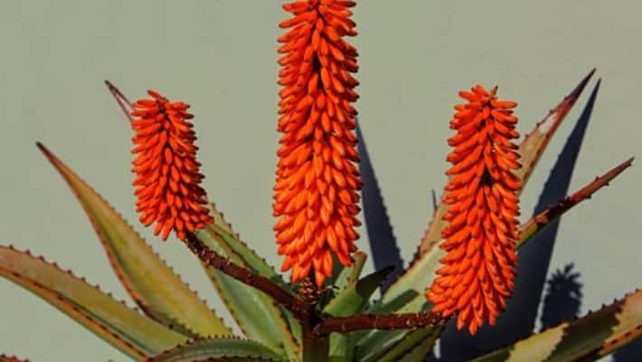 varieties in aloe vera varieties in aloe vera