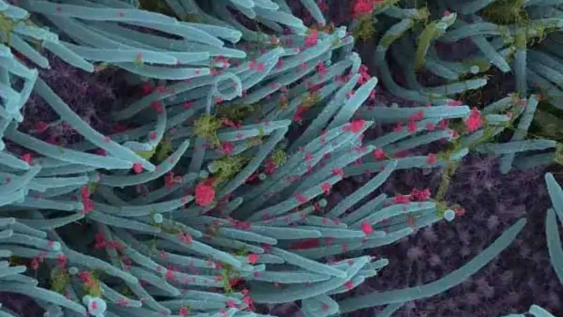 SARS CoV 2 Photo published by scientists photo story