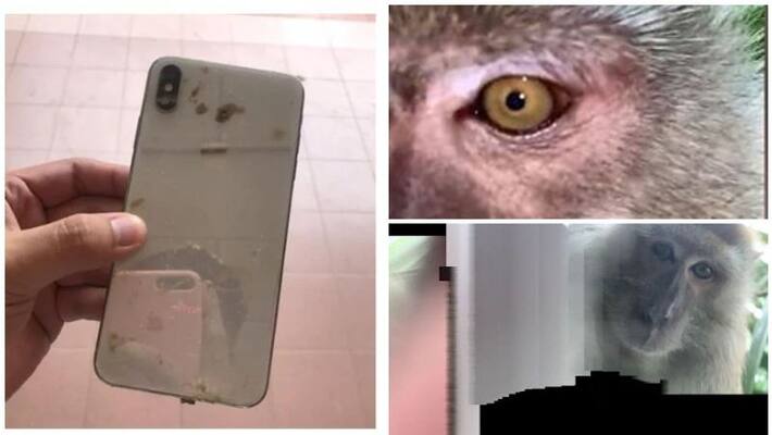 lost phone found with monkey selfies in gallery lost phone found with monkey selfies in gallery