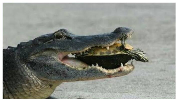 Crocodile and tortoise shocking video goes Viral BSS Crocodile and tortoise shocking video goes Viral BSS