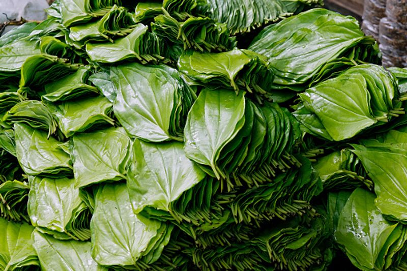 Did you know that paan leaves can help you reduce weight-snj