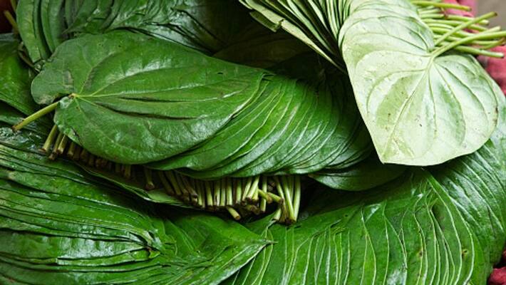 Betel Leaf Oil beneficial for hair and skin care, know the process of making Paan Oil bpsb Betel Leaf Oil beneficial for hair and skin care, know the process of making Paan Oil bpsb
