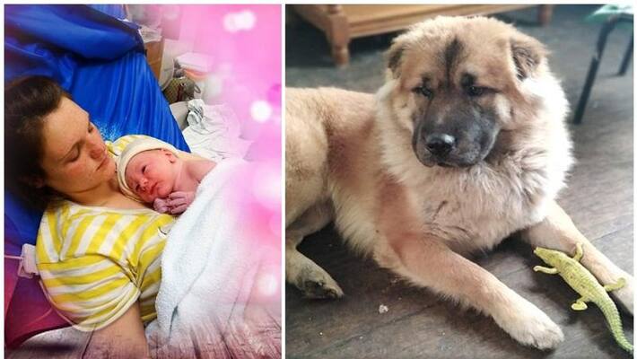 Chow Chow Pet Dog mauls 12 days old baby of the house to death mother inconsolable Chow Chow Pet Dog mauls 12 days old baby of the house to death mother inconsolable